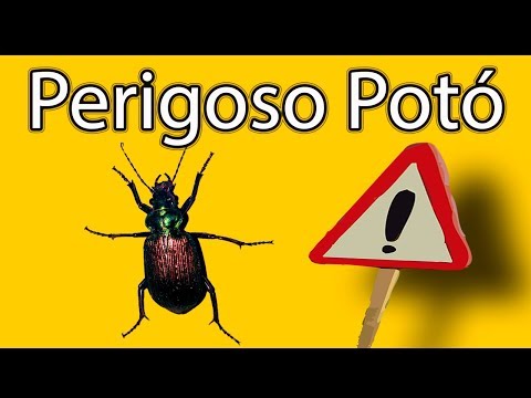Urgente: O perigo do Besouro Potó - um inseto que pode até matar