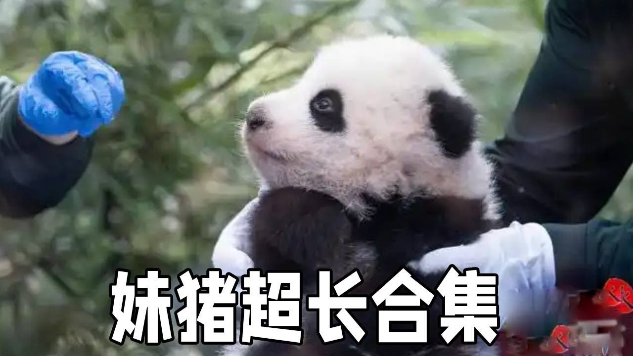 大熊猫妹猪的超长合集，一起来看一下我们可爱妹猪的成长路线吧，看完之后很难不会爱上！【你好大熊猫】