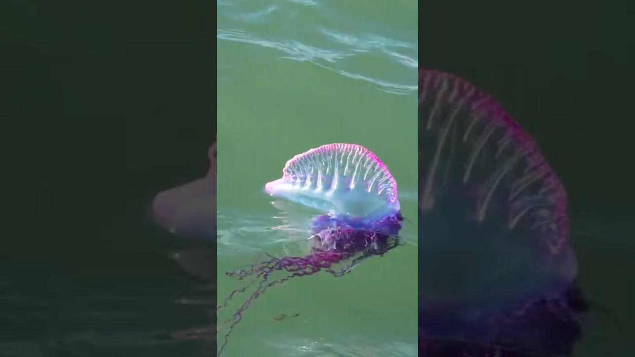 ⁣Brincar de vez em quando é coisa séria (principalmente pra adulto)