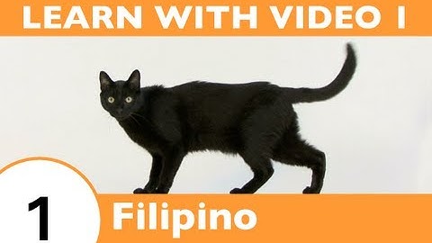 Learn Filipino with Video - Learning Filipino Vocabulary for Common Animals Is a Walk in the Park!