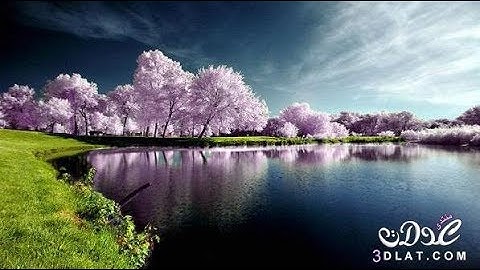 ياسر الدوسري تلاوة هادئ مريحة جدا ما تيسر من سورة يس