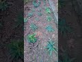 Hàng khóm #shortvideo