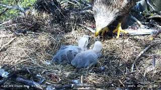 Орлан кормит птенцов в гнезде рыбой.
