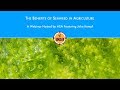 The Benefits of Seaweed in Agriculture