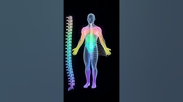How Spinal Nerves Map the Human Body | Neural Anatomy Animation