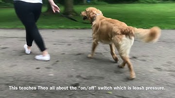 Golden Retriever Intro To Prong Collar