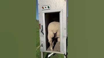 Smart Sheep Shearing Machine: Turns Wool into Ready Packages in Seconds 🐑🚀