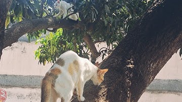 The boy cat climbed the tree because of the fear of the girl cat😸🙀
