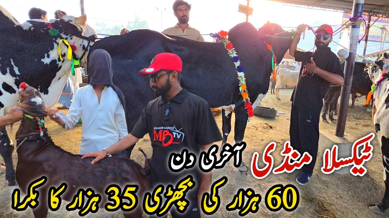 Taxila Mandi Update Last Day 7 June 2025 | Bhatta Chowk Mandi | Sangjani Mandi