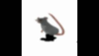 #ratomilton #dança #funny