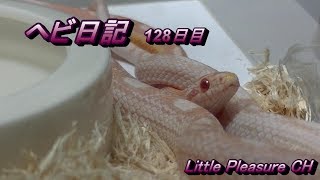 【ヘビ日記 #6】飲み込めるか？！ピンクマウスＬサイズに挑戦！【Roseo】Snake Diary #6