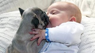 WARNING: Cuteness Overload - Cute Dogs Kissing Babies Compilation