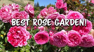 Best Rose Garden! San Jose Municipal Rose Garden