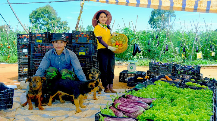 Harvest:Tomatoes, Cauliflower, Eggplants, Green Eggplants, Baby Squash For Market, Cooking, Garden