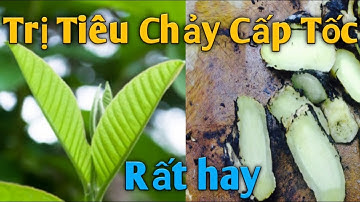 Bài thuốc trị Tiêu Chảy Cấp Tốc. PHAN HẢI channel