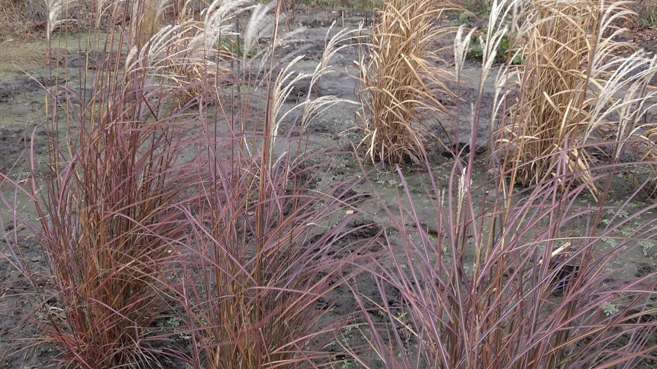 Порівняння сортів міскантуса літл місс, пурпл фолл та клейн сільберспайн 🤗