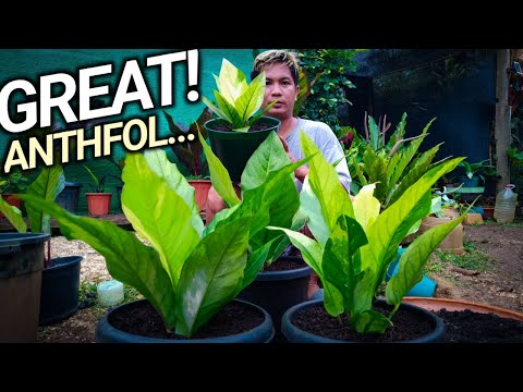 Video: Gaano kabilis ang paglaki ng alocasia?