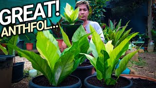 MABILIS NA PAGPAPALAKI NG MGA ANTHURIUM FOLIAGES ANU KAYA ANG SEKRETO? ALAMIN NATIN . . .