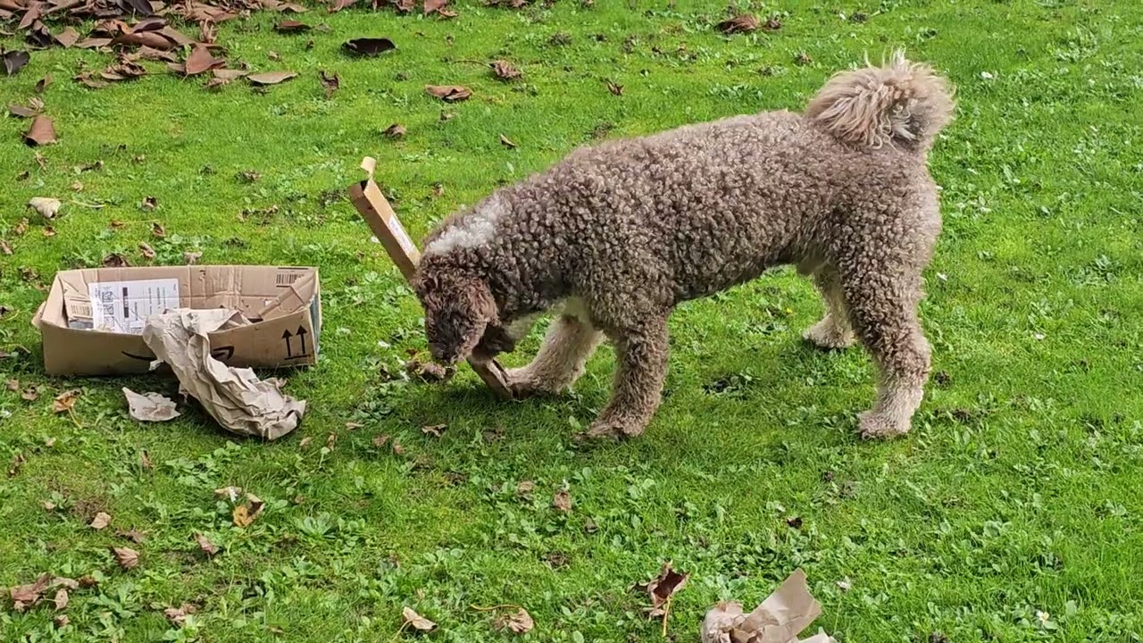 Anton - Suchspiel // Perro de Agua Español (spanischer Wasserhund)