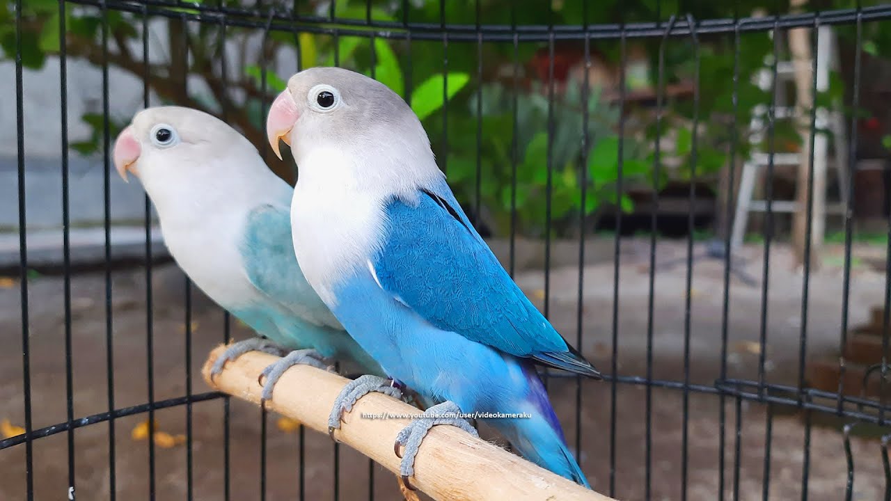 19++ Pastel Blue Fischer Lovebird | Muldede