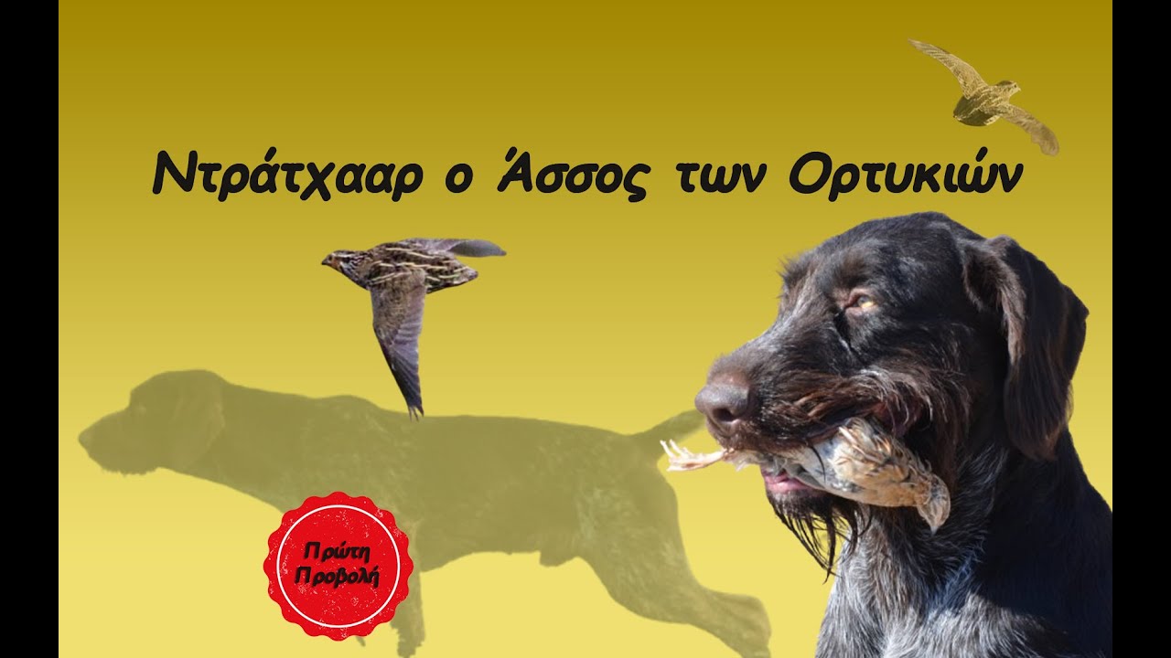 ΝΤΡΑΤΧΤΑΑΡ Ο ΑΣΣΟΣ ΤΩΝ ΟΡΤΥΚΙΩΝ