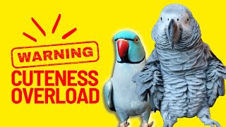 African Grey Parrot & Indian Ringneck Have a Full Conversation