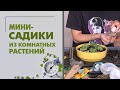 Посадка мини-садиков в промышленном масштабе | Композиции из комнатных растений своими руками