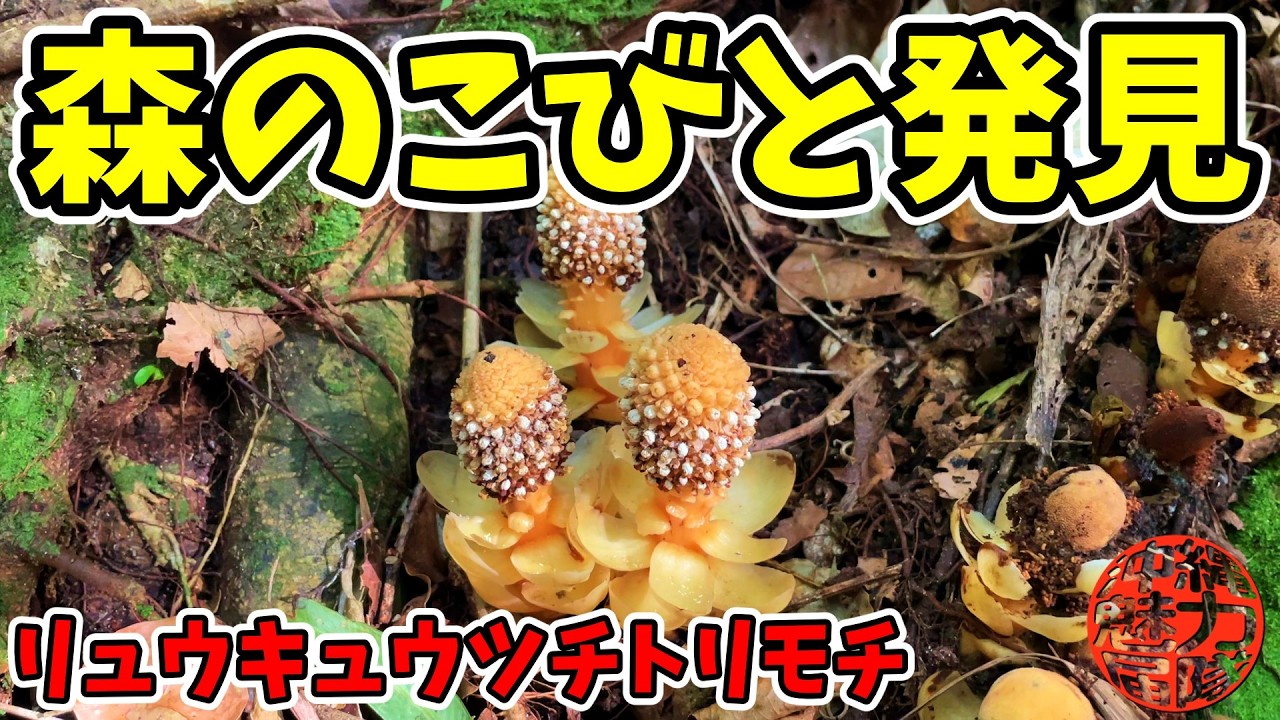 Super rare] Discover the mythical parasitic plant Ryukyu dwarf