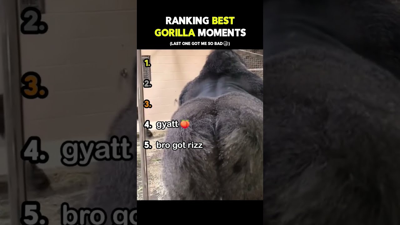 Ranking Best Gorilla Moments
