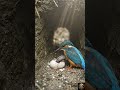 Hidden First Feeding of a Newborn Kingfisher