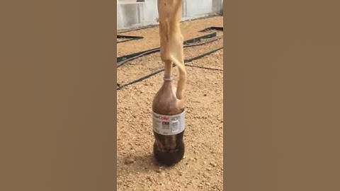 Slow Motion Coke and Mentos