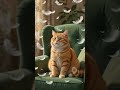 Funny Cat vs Balloon Challenge 😂🎈 #cat #catmemes #catplaying