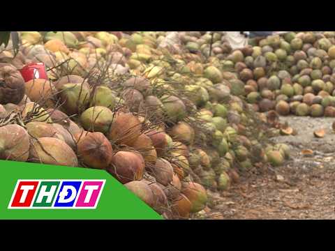 Dong Thap: Dried Coconut Prices Recover | THDT