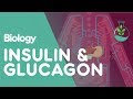 Insulin and glucagon  physiology  biology  fuseschool