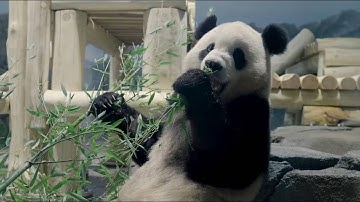Two giant pandas from China arrive in Washington, D.C.