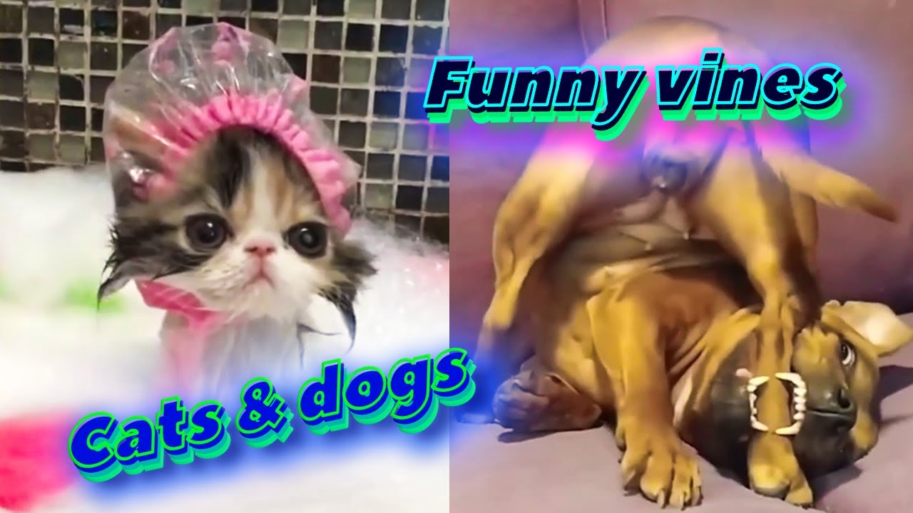 funny dog and cat vines