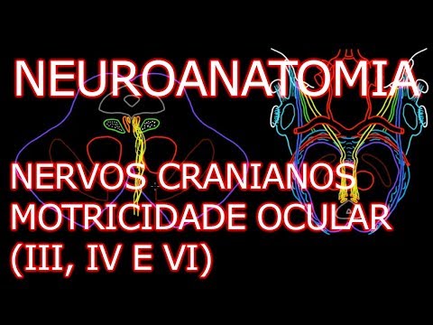 Aula: Neuroanatomia - Nervos Oculomotor (III), Troclear (IV) e Abducente (VI) - Neuroanatomia #6.3