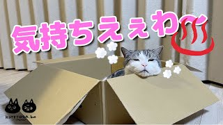 段ボールに温泉みたいに入る猫がこちら!! by こてとら兄弟 1,325 views 2 years ago 5 minutes, 18 seconds