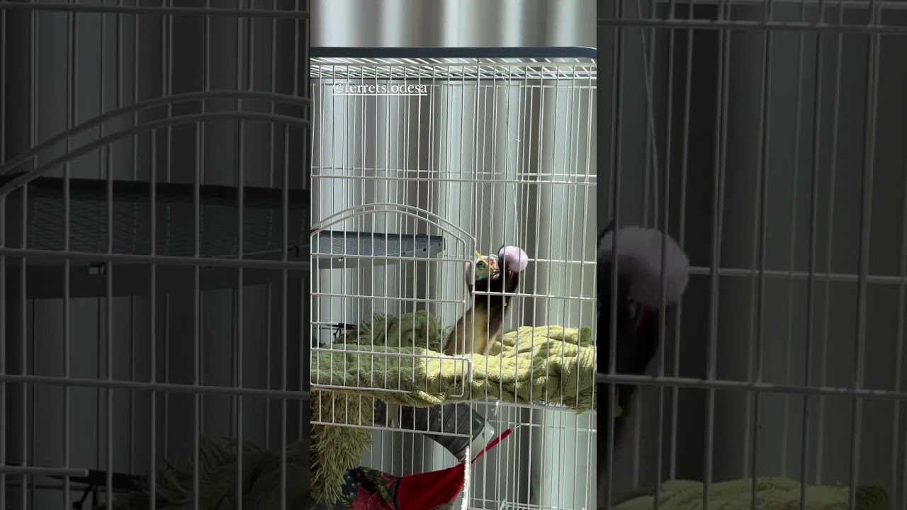 Toy in a ferret cage. Игрушка в клетке хорька