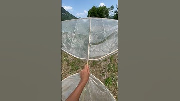 Thả diều sáo "1m6" #shorts #dieu #thadieu #dieusao #chetao #short