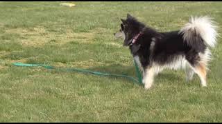Finsk Lapphund Blueberry BPH by Carina Jonsson 146 views 2 years ago 13 minutes, 24 seconds