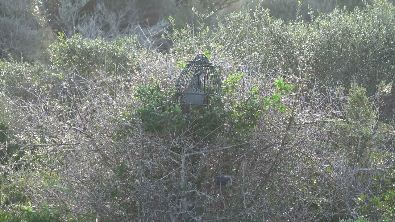 MORANTE VUELVE A CONQUISTAR LA PLAZA.