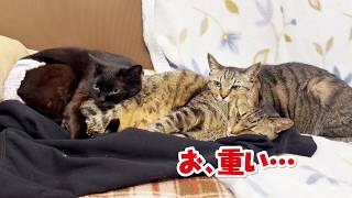 身動きが取れない猫