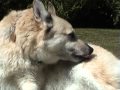 Norwegian Buhund in Bath Aftermath (MP4 Version) の動画、YouTube動画。