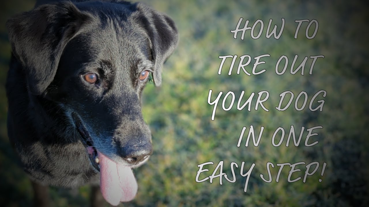 How To Tire Out Your Dog In One Easy Step! YouTube