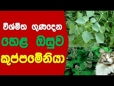 විශ්මිත ගුණදෙන කුප්පමේනියා | Kuppameniya Hela Osu | story eka