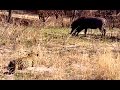 Biggest Leopard Hunt Fail Ever! - Latest Wildlife Sightings