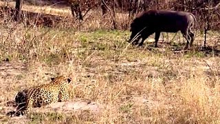 Biggest Leopard Hunt Fail Ever! - Latest Wildlife Sightings