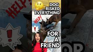 Unbelievable Dog Rescue#DogRescue#DogLoyalty#TrueFriendship#Inspiration#Heartwarming#HeroDog#Shorts