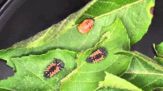 Ladybird beetle timelapse